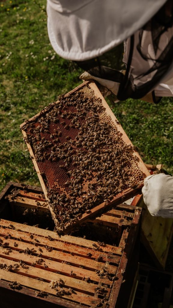 Deutsche Imkerei: Wissenschaft und Kunst der Honigproduktion