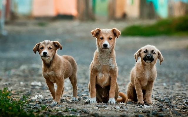 Dog Days: Eine Hundeansicht des Lebens